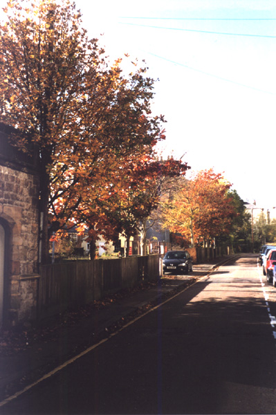 trees