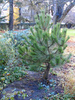 Trinity Garden - TPO tree replaced - November 2007