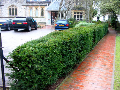 Trinity Garden - hedge