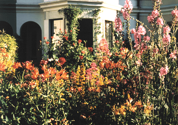 Summer - front garden in York Road