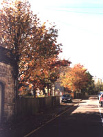 autumn in York Road, Royal Tunbridge Wells, the trees on Telephone House site - click for enlargement